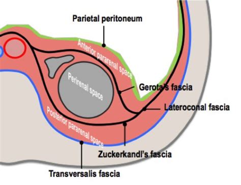 Renal Fascia Anatomy