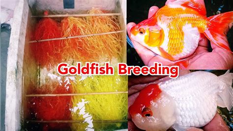 Ruykin and Ranchu Goldfish Breeding in Natural Way - YouTube