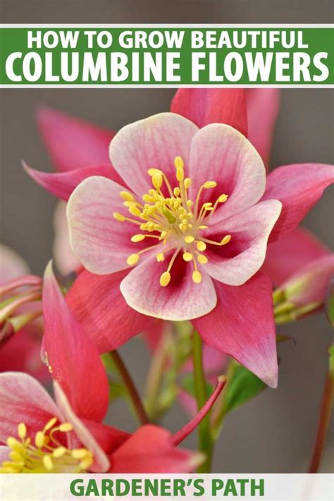 How to Grow and Care for Columbine Flowers | Gardener's Path