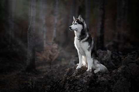 Husky Wallpaper 1080p