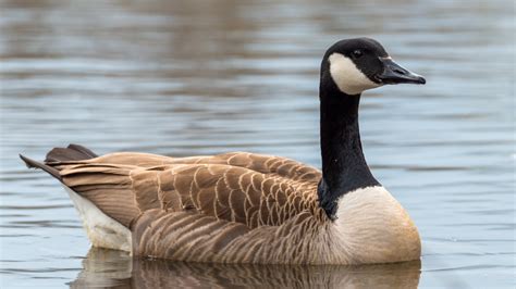 Case of avian flu confirmed in Canada goose in Halifax area | CTV News