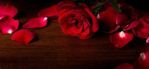 Fond rouge rose HD, HD, Rose Rouge, Rose Image de fond pour le ...