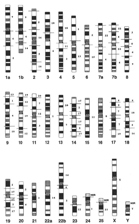 Idiogram of the karyotype of Hylobates concolor with the location of... | Download Scientific ...