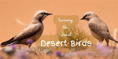 Facts About Desert Birds - FACT IN IT