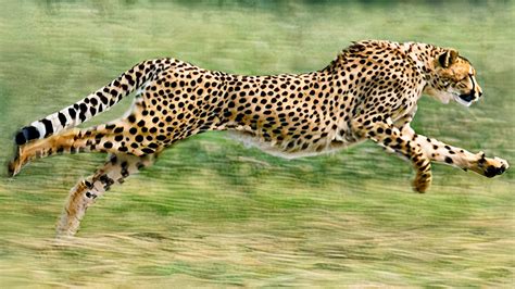 The Fastest Land Mammal in the World | Cheetah | Serengeti N.P