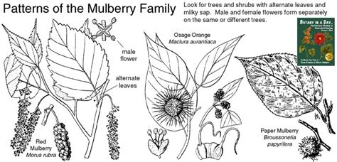 How To Identify A Mulberry Tree - How to identify a mulberry tree ...