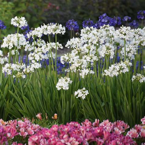 15 White Perennials | Walters Gardens, Inc.