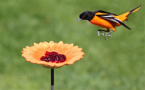 Top Tips for Attracting Orioles to Your Yard | Oriole bird feeders, Oriole bird, Birds