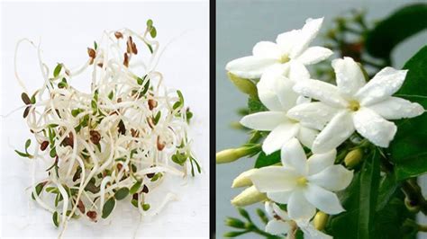 How To Grow Jasmine Plant From Seed Flowers - YouTube