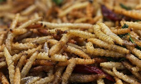 Maggots must be mass-farmed to combat malnutrition in humans, study says | Daily Mail Online