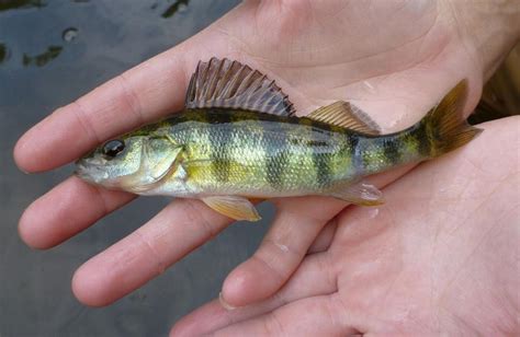 Yellow perch: early-spawners on the move | Bay Naturalist | bayjournal.com