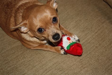 Christy Robbins: Christmas Gifts for the Pets: Dog Bark