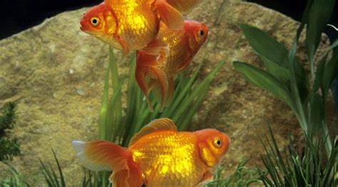 Ryukin Goldfish: Care, Needs, Photos, History, Tank Mates, Facts & More | Hepper