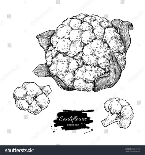 5,777 Cauliflower Drawing Images, Stock Photos & Vectors | Shutterstock