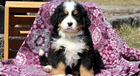 Bernese Mountain Dog.Meet Miracle a Puppy for Adoption.