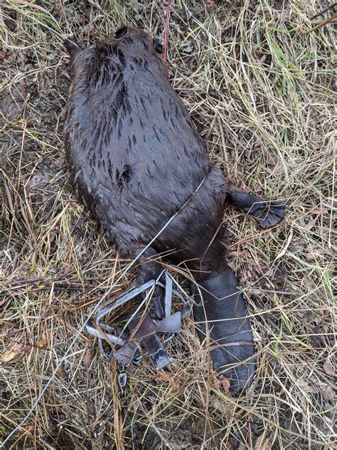 What's the Best Trap for Beaver? - Trapping Today