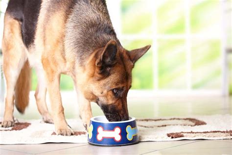 German Shepherd Homemade Food Recipes - Oodle Life