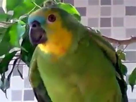 [OFFICIAL] Brazilian Parrot Crying Just Like a Child - YouTube