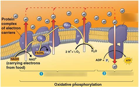 Chapter 9 - Oxidative Phosphorylation Diagram Diagram | Quizlet