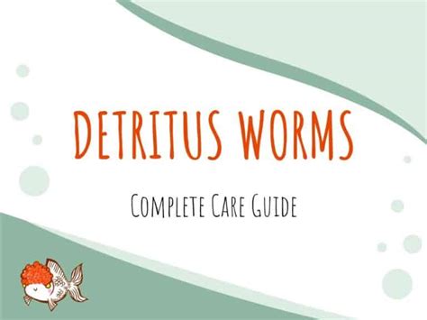 Detritus And Planaria Worms: Prevention & Causes - Aquariadise