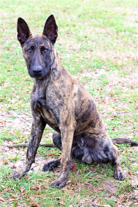 [7+] 5 Months Old Premium Dutch Shepherd Dog Puppy For Sale Or Adoption Near Me | [+] NET SPECIALIST