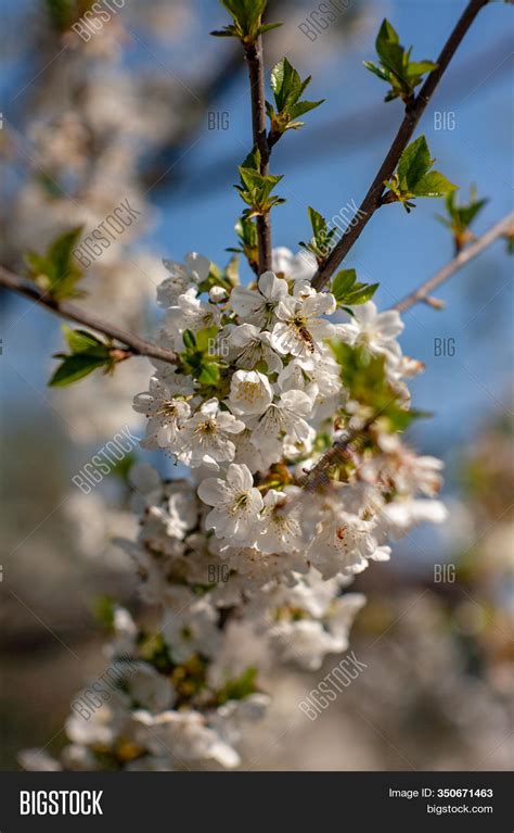 Bird Cherry Blossoms Image & Photo (Free Trial) | Bigstock