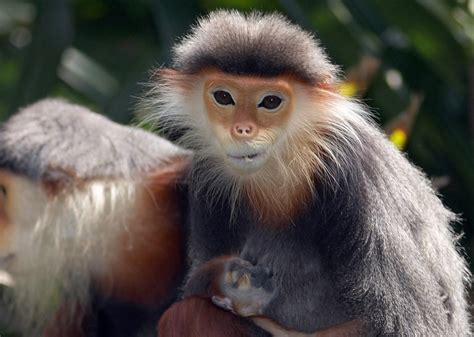 Endangered Monkey at Philadelphia Zoo, Toi, Euthanized After Declining Health - Newsweek