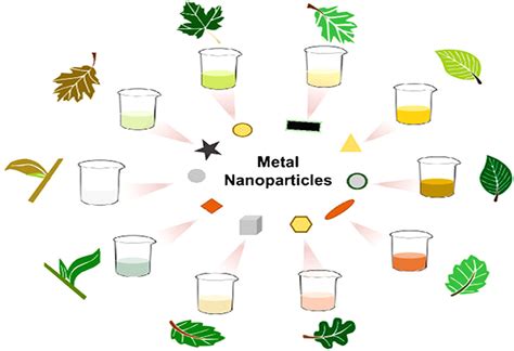 Green synthesis of metal and metal oxide nanoparticles from plant leaf extracts and their ...