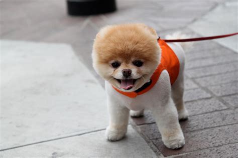 i am obsessed with Boo!!! | Boo the dog, Dog breed photos, World cutest dog