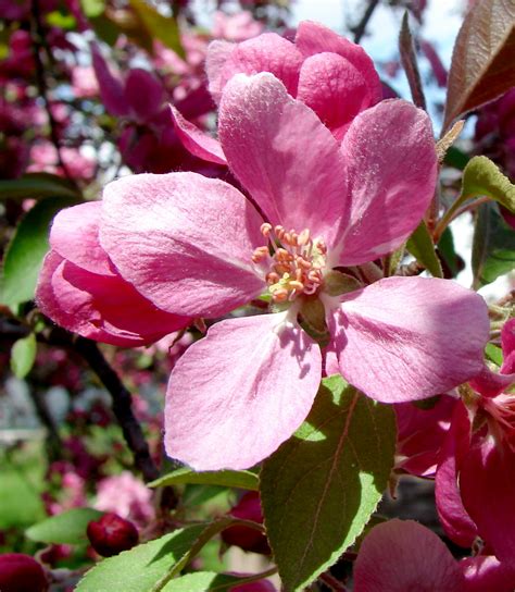 2016 Crab Apple Tree and Blossoms, Toronto, Canada – Don Tai (Canada) Blog