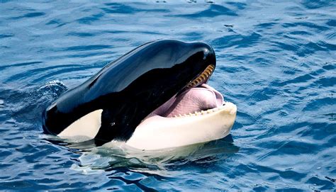 1 amino acid may give some whales teeth - Futurity