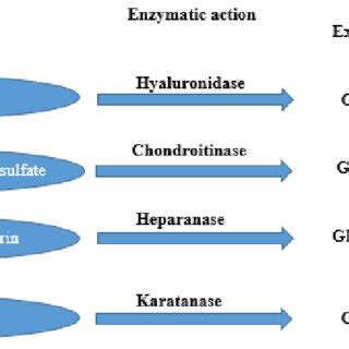 Biosynthesis of heparan sulfate/heparin (author's own study based on... | Download Scientific ...