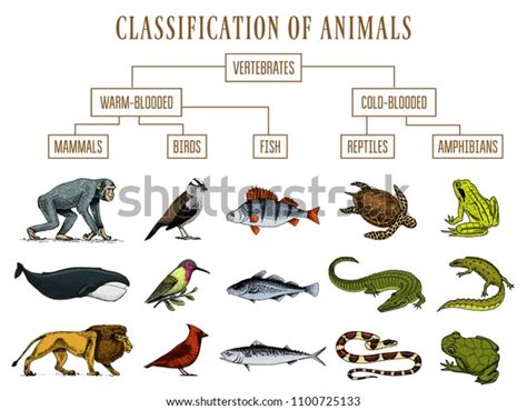 Classification Animals Reptiles Amphibians Mammals Birds Stock Vector ...