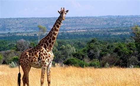 Une girafe blanche extrêmement rare observée en Tanzanie