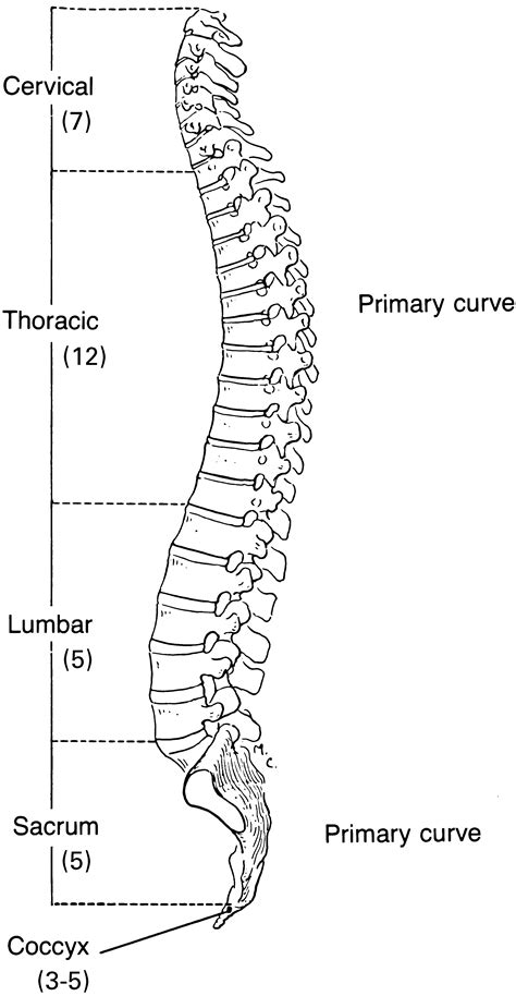 Labelled Diagram Of Backbone : Arthritis of the Neck and the Back | Physiatry & HSS Spine : A ...