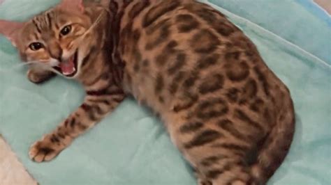 Pregnant Bengal Cat Giving Birth to 4 Kittens | Emotional ｜ 世界のカワイイ 猫ちゃん動画 まとめ サイト