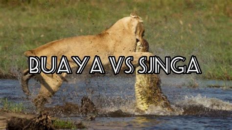 VIDEO BUAYA MELAWAN SINGA || BUAYA VS SINGA || PERTARUNGAN ANTARA BUAYA ...