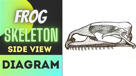 How to draw a Frog skull Easy step by step || drawing frog skeleton ...