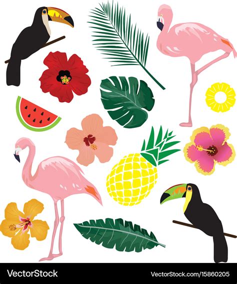 Tropical elements Royalty Free Vector Image - VectorStock