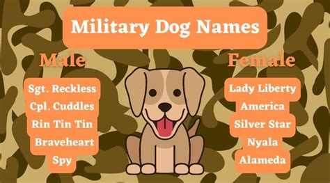 Military Dog Names Ideas for a Brave Pup - PetsTime