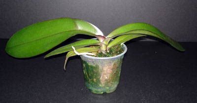 Orchid Repotting Clinic - Phalaenopsis – rePotme