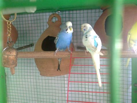 Budgerigar Care: budgerigar photo gallery