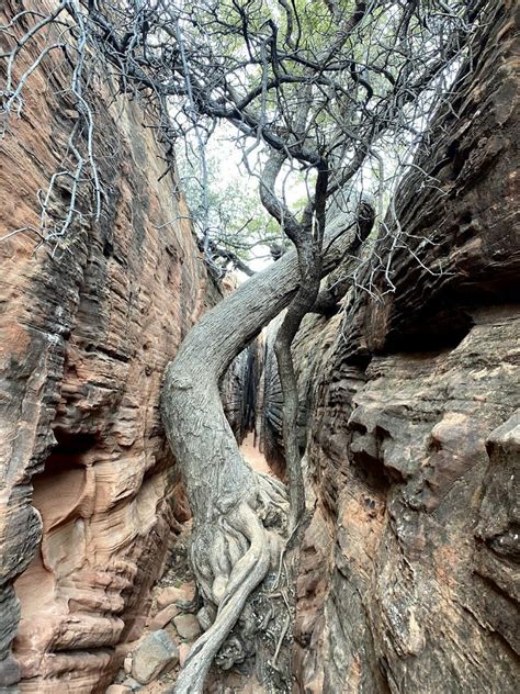 Snow Canyon Petroglyphs - Utah Hiking Beauty