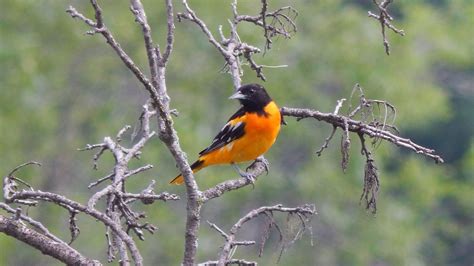 Baltimore Oriole: Overview & Identification