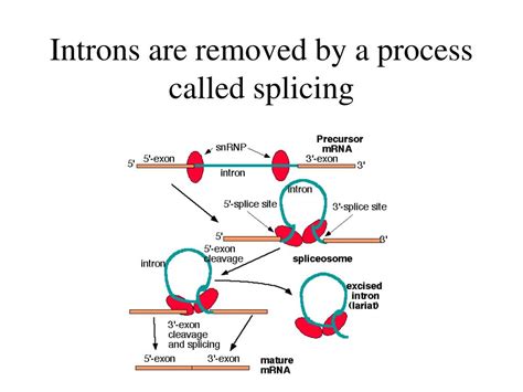 PPT - Lecture 4 mRNA splicing and protein synthesis PowerPoint ...