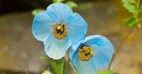 Himalayan Blue Poppy Care: Growing Meconopsis “Asiatic Poppies”