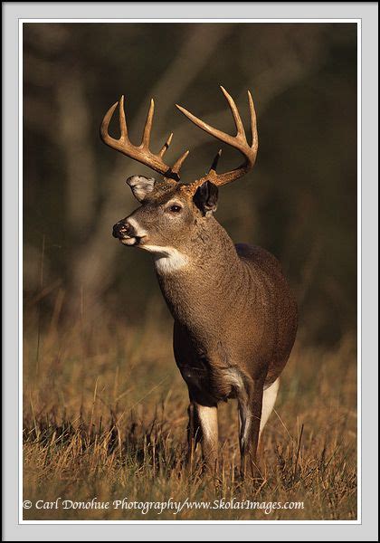 10 Point Whitetail Buck