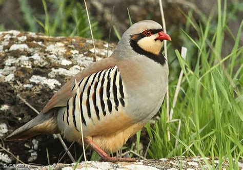 Chukar (Alectoris chukar) | Pet birds, Bird, Beautiful birds