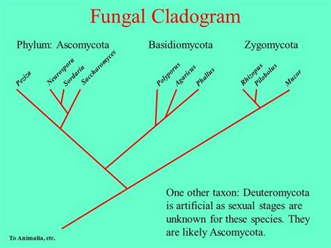 Fungi - Kingdoms of Life Project