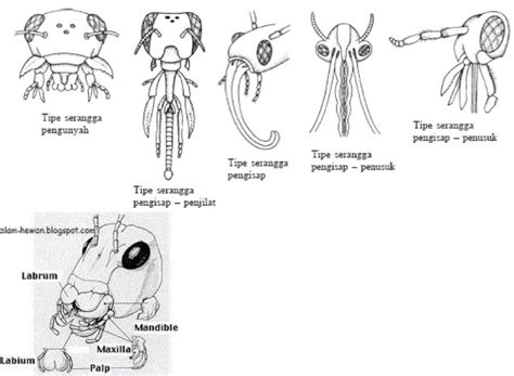 Adaptasi Morfologi Nyamuk